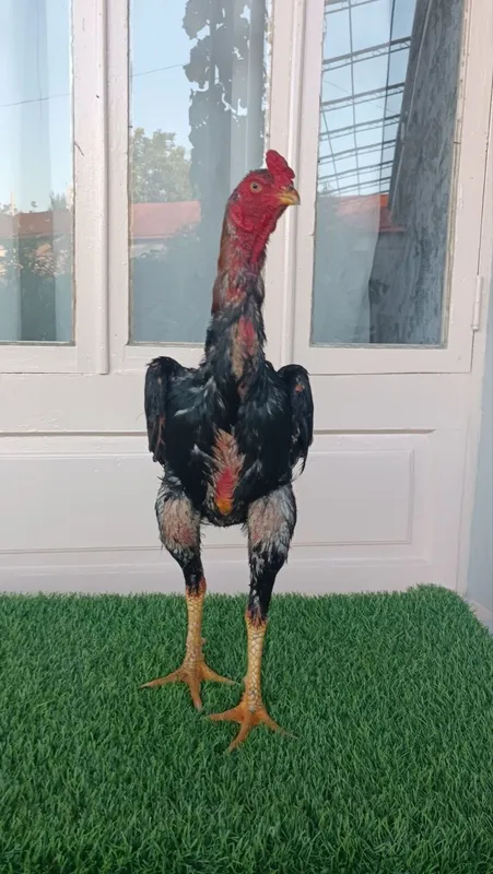 Dakan xoroz sotiladi 1