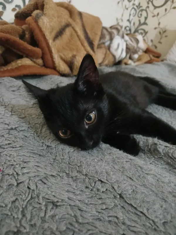 Котёнок черненький 2 Котёнок черненький 2