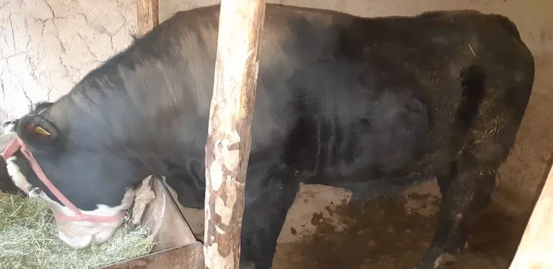 Grenford buqa sotiladi