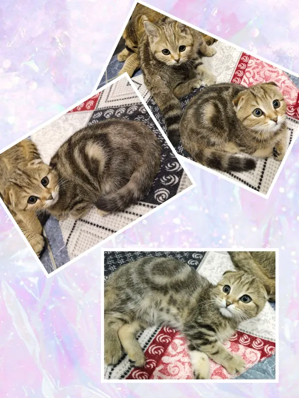 Кошка шиншилла. Цена договорная 1 Кошка шиншилла. Цена договорная 1