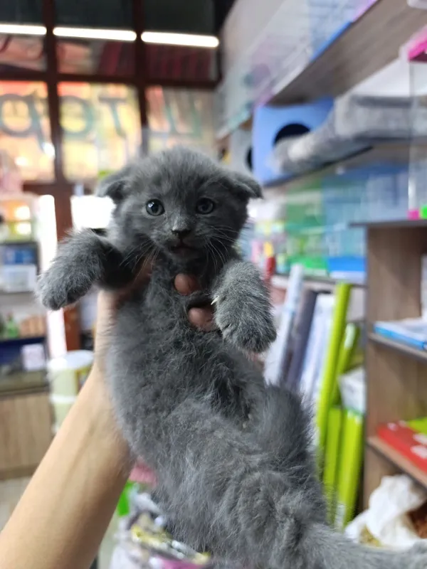Продаются. Котята — фото 1