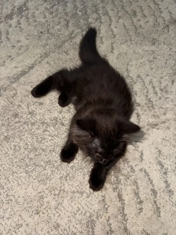 Котенок в хорошие руки — фото 1