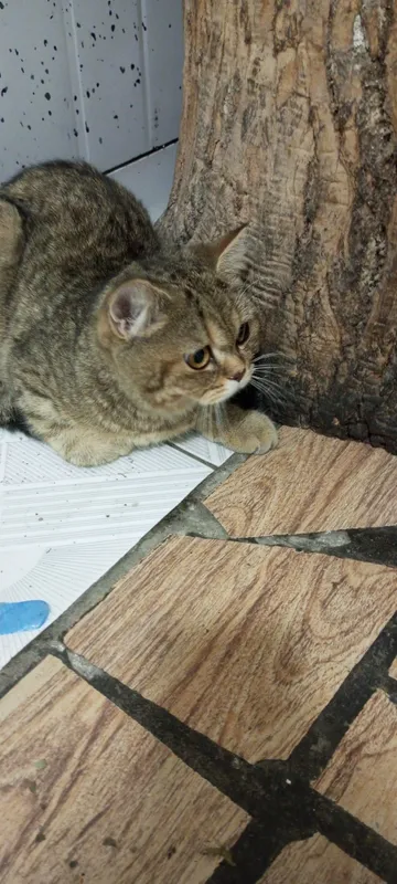 Кот отдам на хороший руки 3 Кот отдам на хороший руки 3