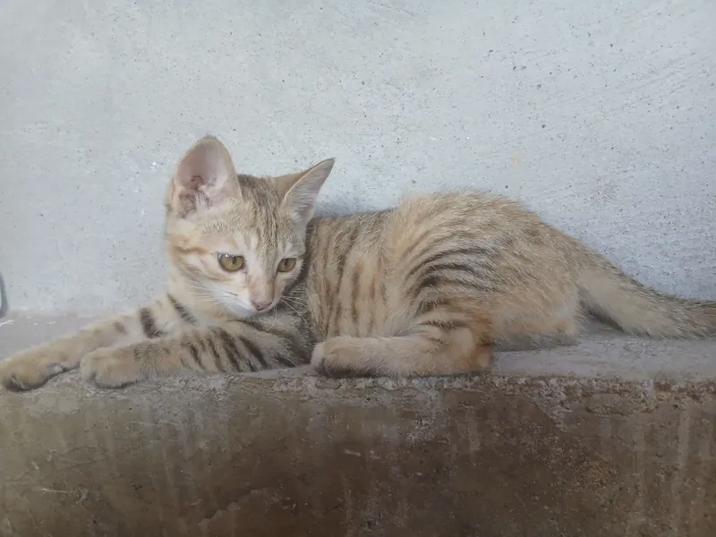 Котята 4-месячные. Отдаются в хорошие семьи. 5 Котята 4-месячные. Отдаются в хорошие семьи. 5