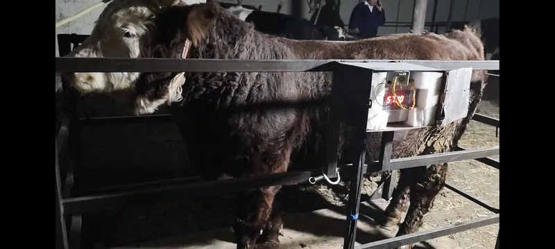 Mol ulchaymiz buxoro