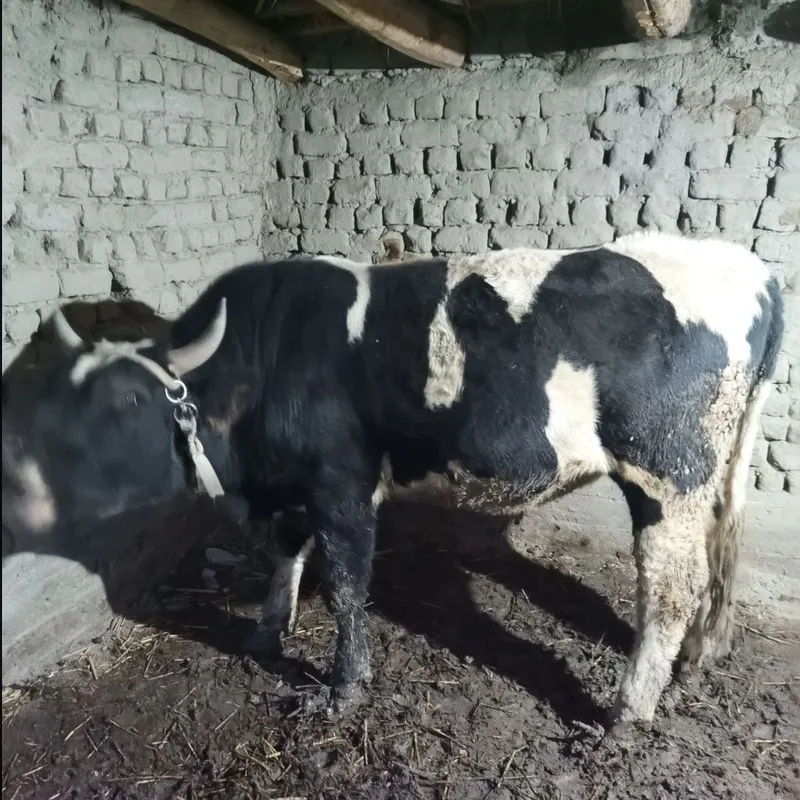 Buqa sotlad zot gegant parodadan — фото 1