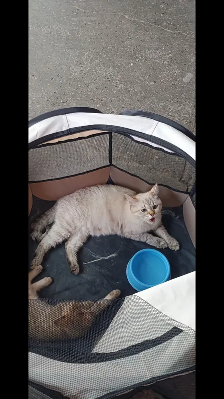 Mushuk,Кошка 3 Mushuk,Кошка 3
