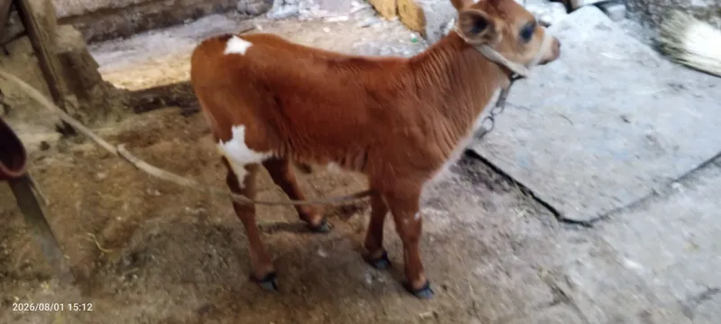 Ona bola sigir sotiladi 5