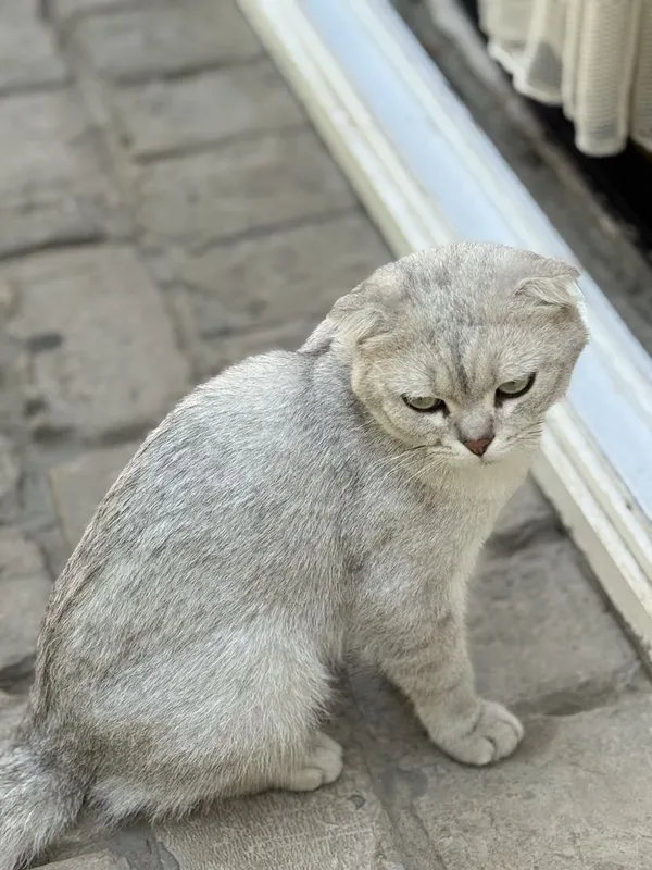Шотландский вислоухий 1 Шотландский вислоухий 1