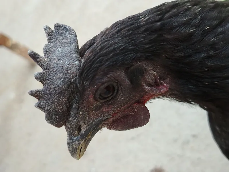 Qora shag'zoda sotiladi — фото 1