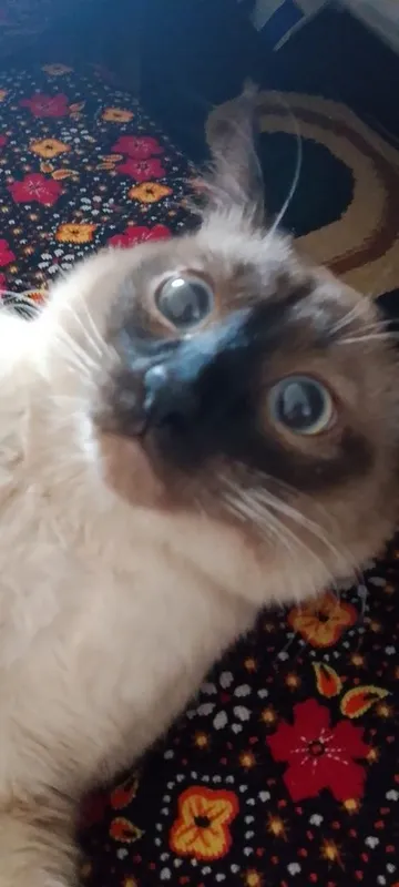 Смянская кошка..