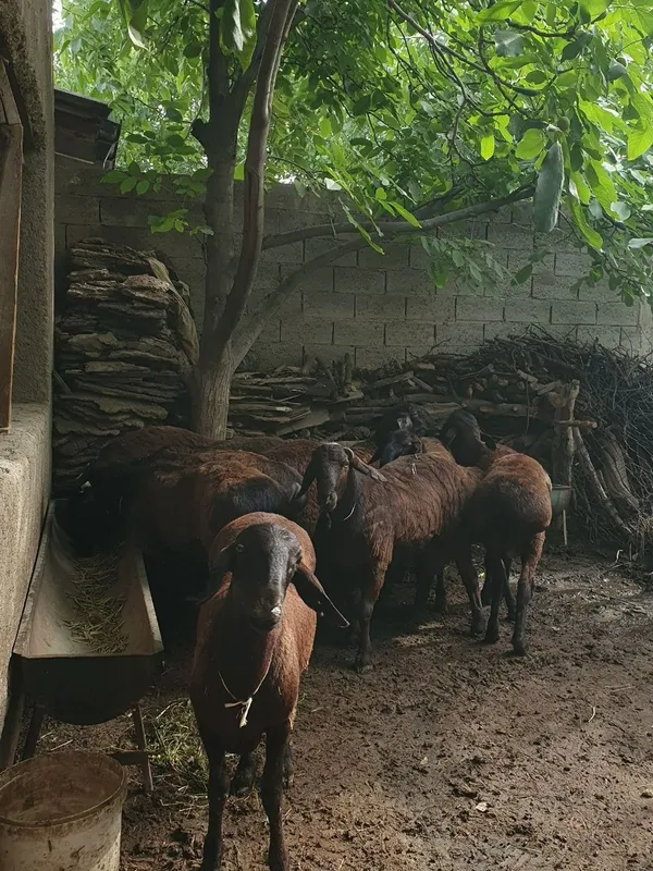 Semiz Quy quzilar Qurbon va hayit bayramlari uchun va yaxshi kuningiz — фото 5