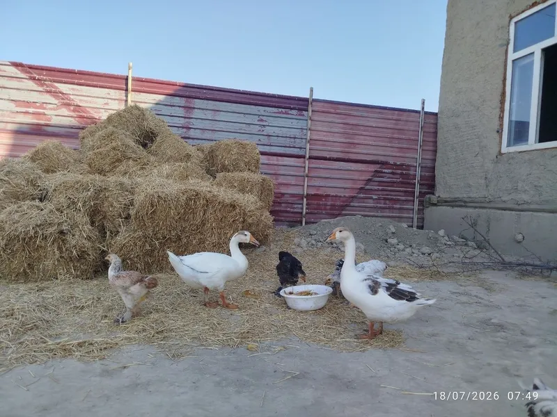 G'ozlar sotiladi 1 juft. 2 G'ozlar sotiladi 1 juft. 2