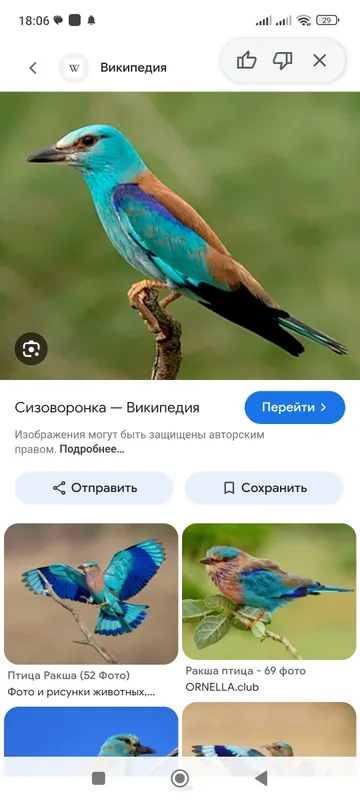 Сезонные цыплята-бройлеры 3