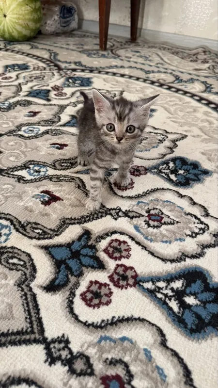 Котонек mushukchalar kichkintoylar mazzilar 3 Котонек mushukchalar kichkintoylar mazzilar 3