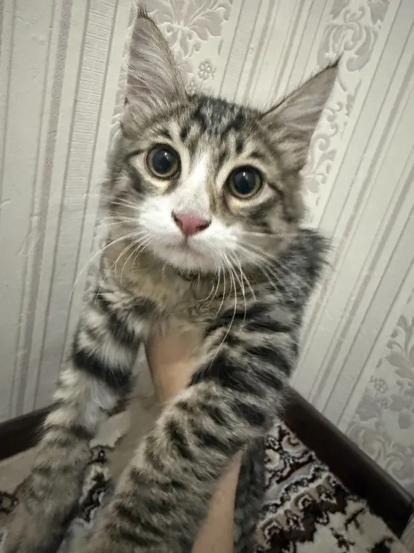 Домашний Котик ищет дом. 2