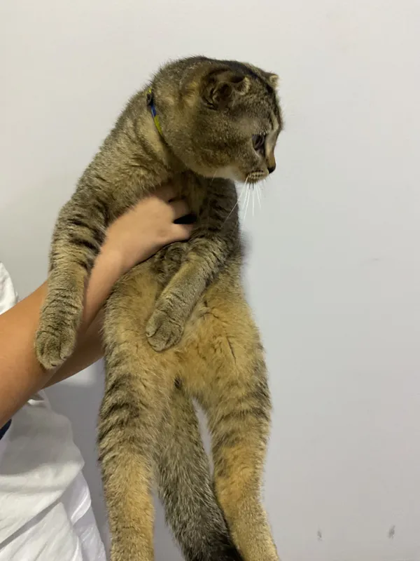 Шотландская вислоухая кошка 4 Шотландская вислоухая кошка 4