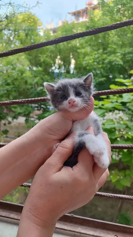 Котятки ребятки в добрый дом, в добрые ручки!!! — фото 1 Котятки ребятки в добрый дом, в добрые ручки!!! — фото 1