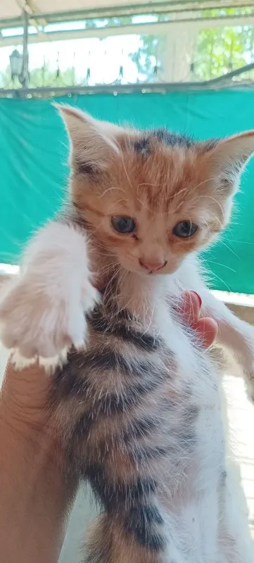 Котята ищут семью 2 Котята ищут семью 2