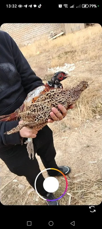 Kavkaz fazan jojalari sotiladi 4 Kavkaz fazan jojalari sotiladi 4