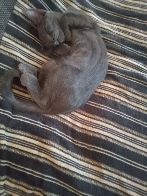 Котят отдают в добрые руки 5 Котят отдают в добрые руки 5