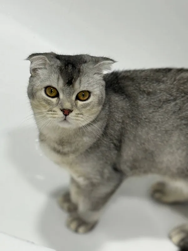Srochna sotladi Scottish Fold 4