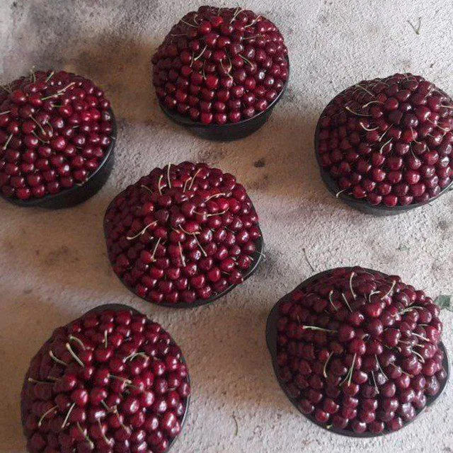 Gilos, olcha, shiponka sotiladi Gilos, olcha, shiponka sotiladi