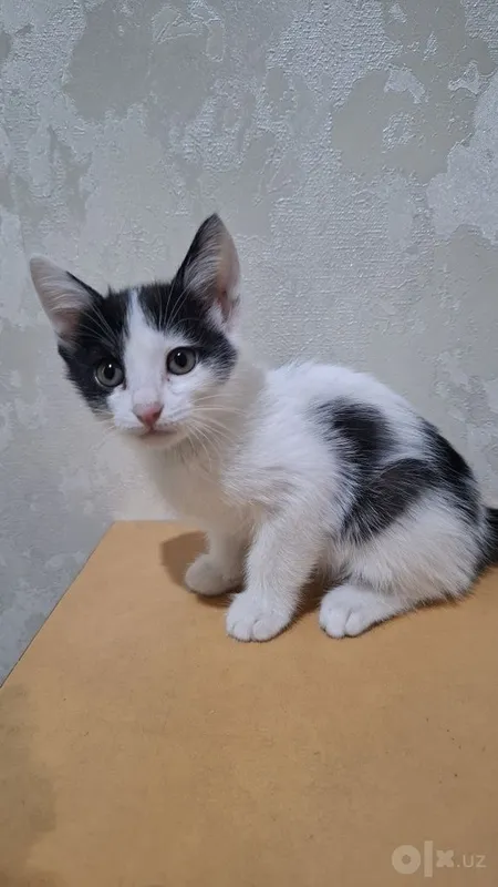 Котята домашние в добрые ручки 3 Котята домашние в добрые ручки 3