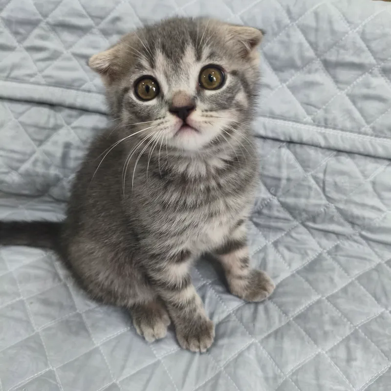 Котята Скоттиш страйт и Скоттиш фолд — фото 4