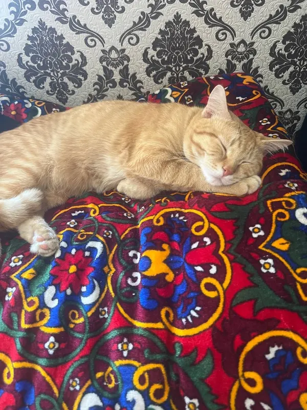 кот 1 год продается — фото 2