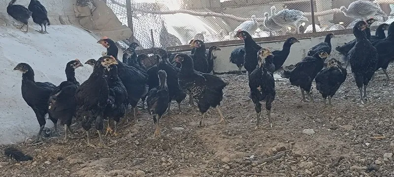 "Qora shaxzoda" joʻjalari,arzon narxda 2-3 oylik 4 "Qora shaxzoda" joʻjalari,arzon narxda 2-3 oylik 4
