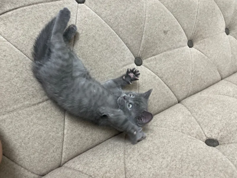 Продаются котята — фото 4