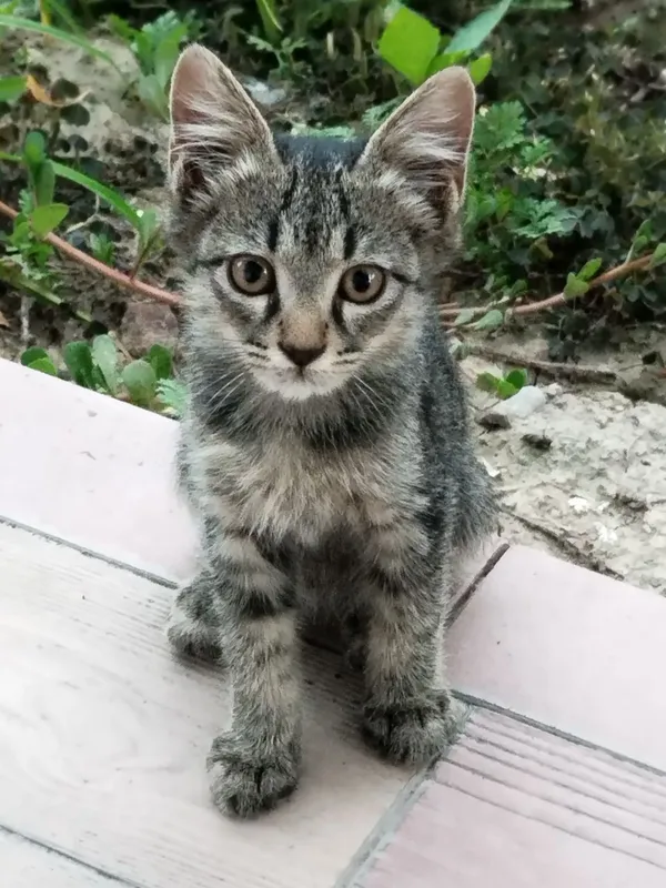 Котята отдадим в хорошие руки 1