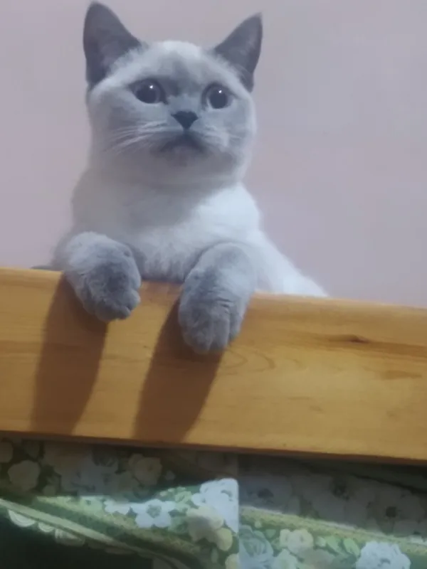 скотиш страйт шотландский 1