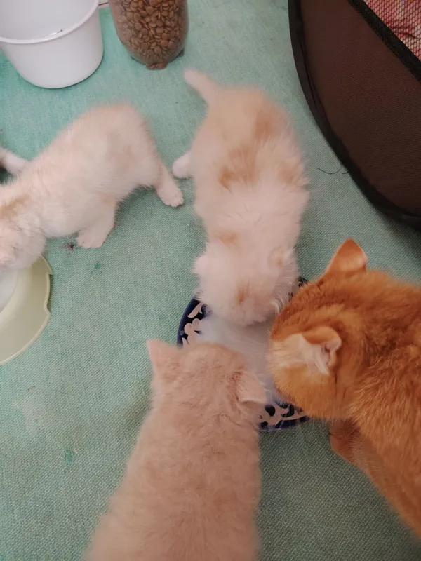 Котята скот иш фолд — фото 7