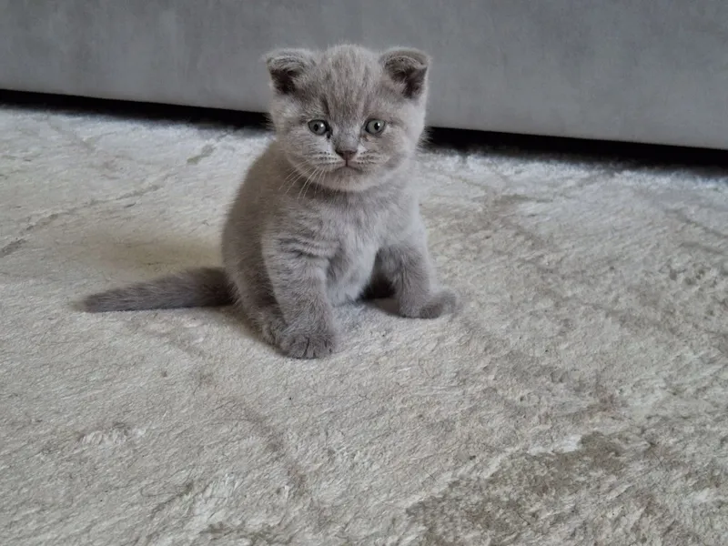 Продаются породистые котята. — фото 1