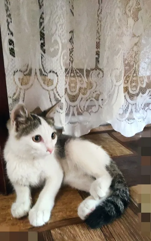 Пристраивпются котята ,в любящие руки 7 Пристраивпются котята ,в любящие руки 7