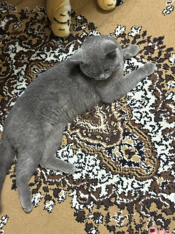 British shorthair Srochno sotiladi — фото 2