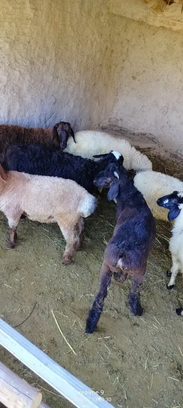 Quchqorlar sotiladi 4