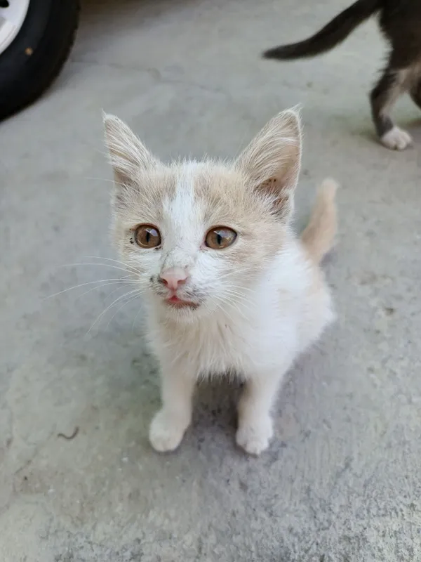 Отдаём котят в хорошие руки 1 Отдаём котят в хорошие руки 1