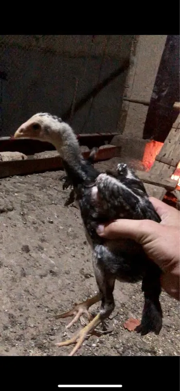 О шамо жужалар сотилади — фото 1
