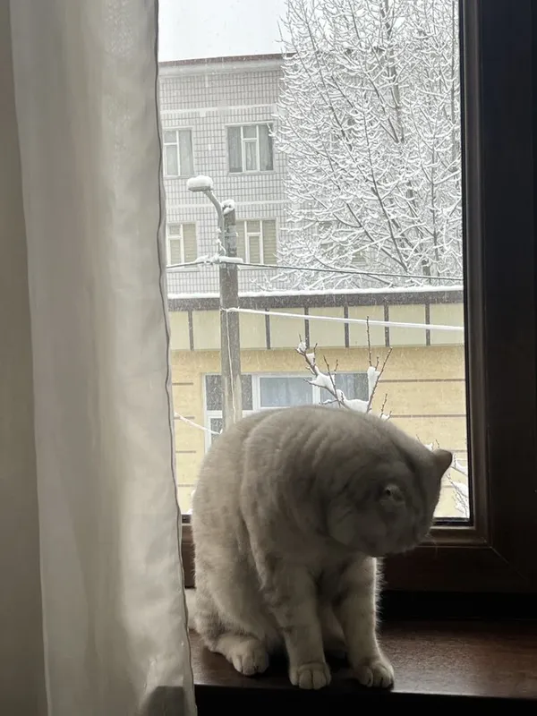Sotlmidi ! Berlmidi ! Qiz mushulani vyazkaga chaqramiz ! 5