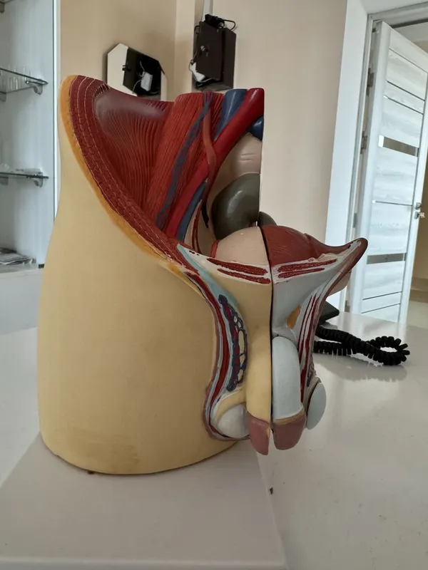 Анатомический муляж мужского полового органа,почки anatomik mulyaj — фото 2