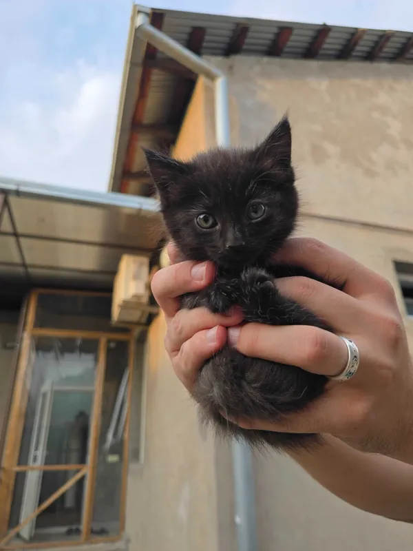 Котята ищут семьи! — фото 6