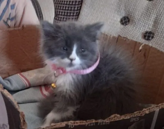 2-месячный котёнок 2