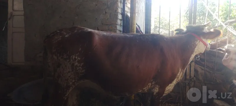 Buğoz sotiladi kafolati bilan 5 Buğoz sotiladi kafolati bilan 5