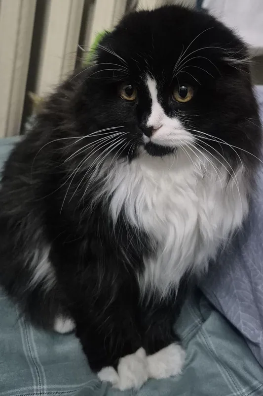 Кошка. .