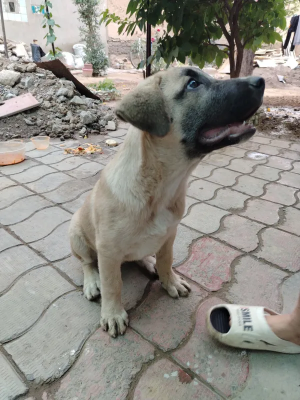 kangal Labrador blan qushlgan — фото 2