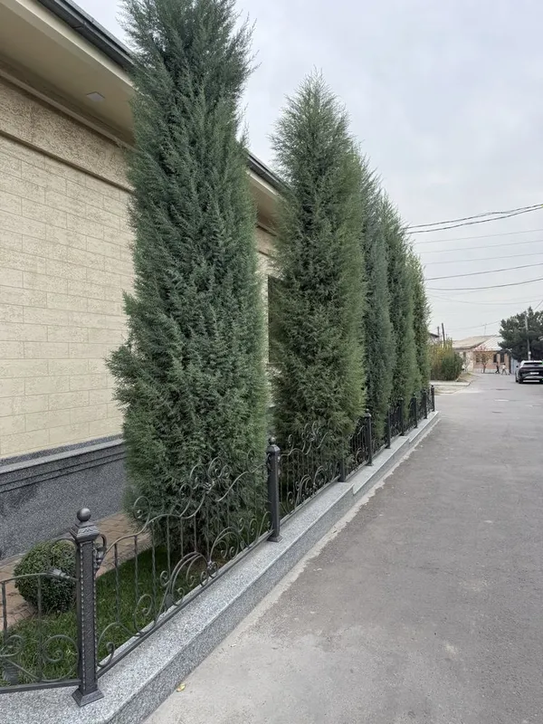 Продается кипарис, ёлка — фото 4