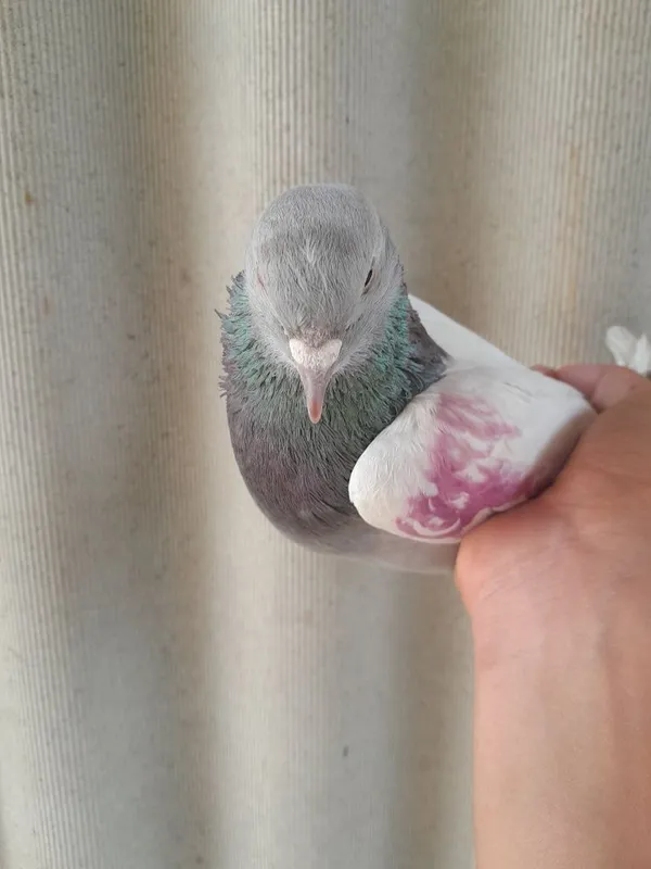 Oq udi oyini bor